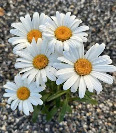 Daisy In Centro A * Όπως