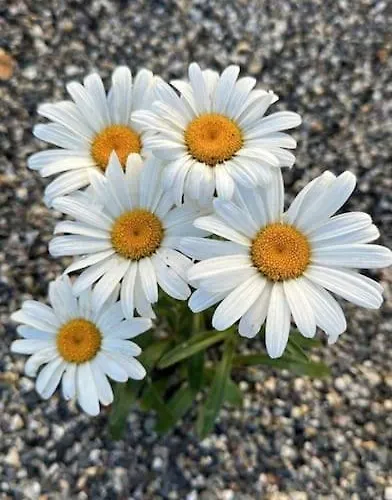 Daisy In Centro A * Όπως